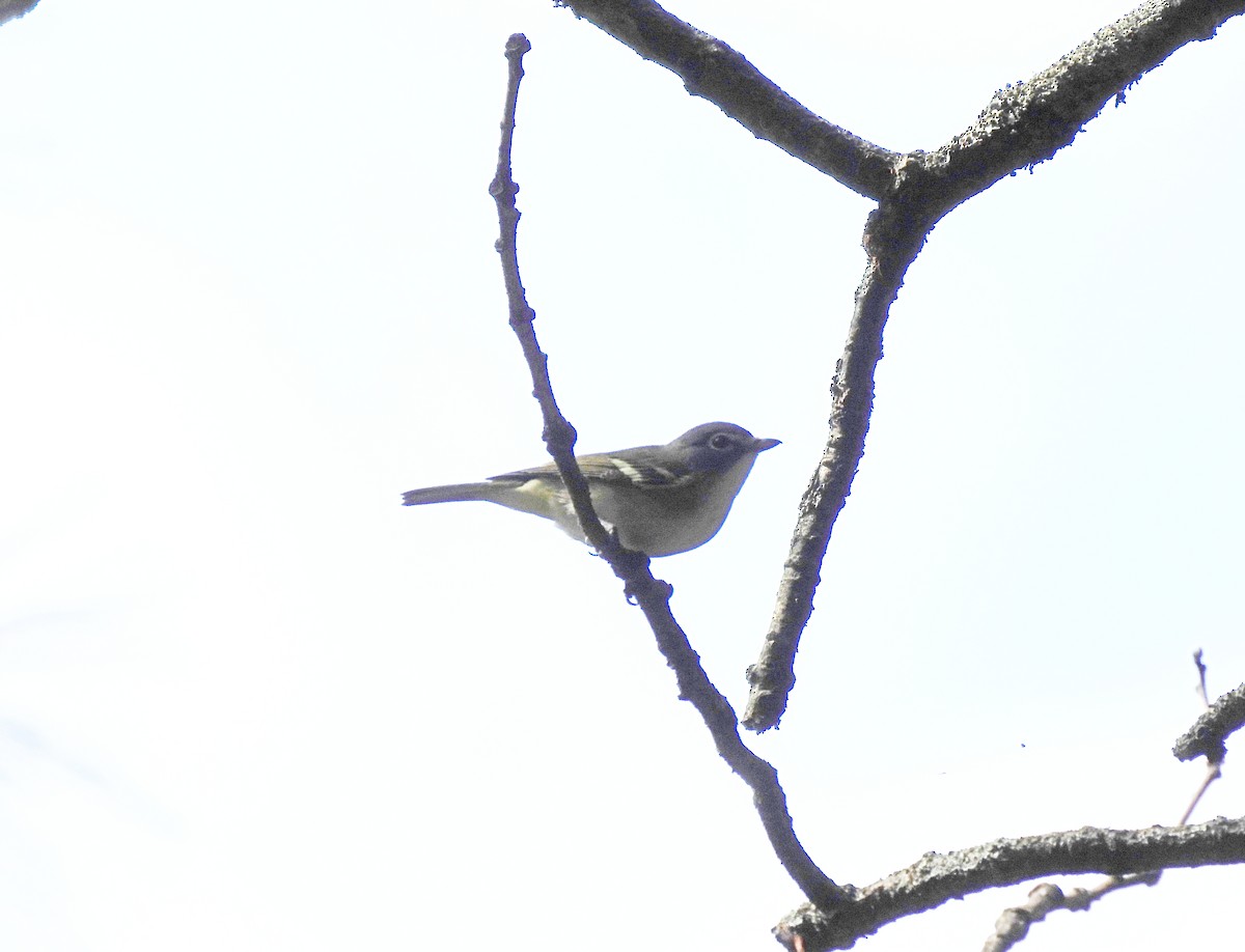 Blue-headed Vireo - ML624311877