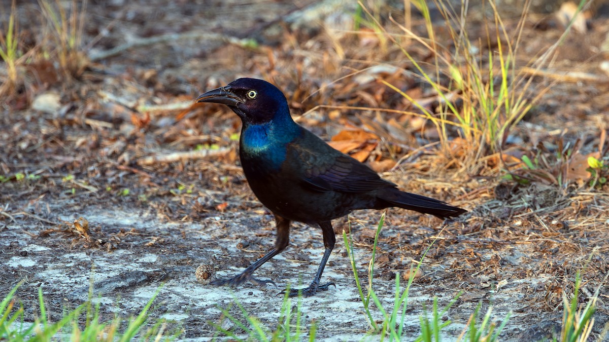 Common Grackle - ML624311926