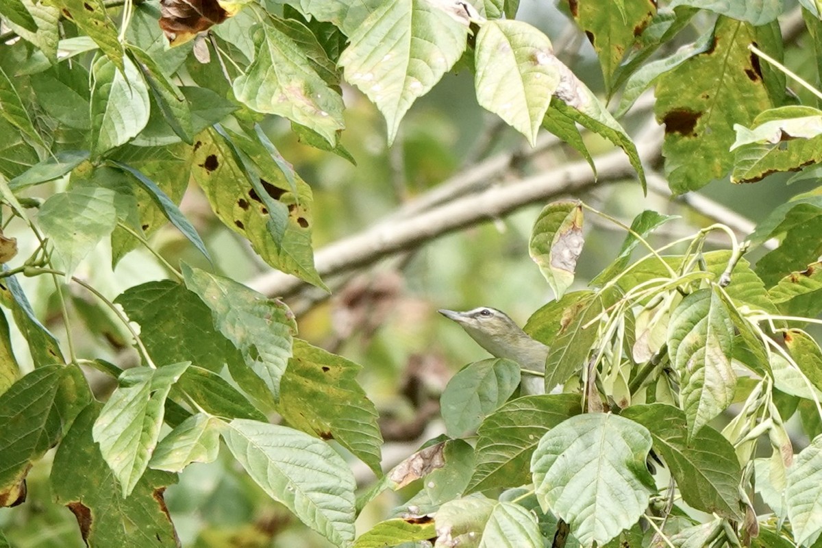 Red-eyed Vireo - ML624312044