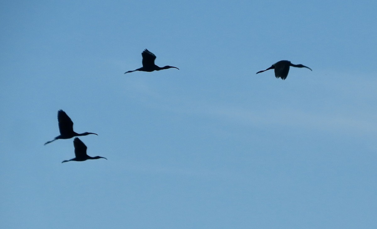 White-faced Ibis - ML624312106