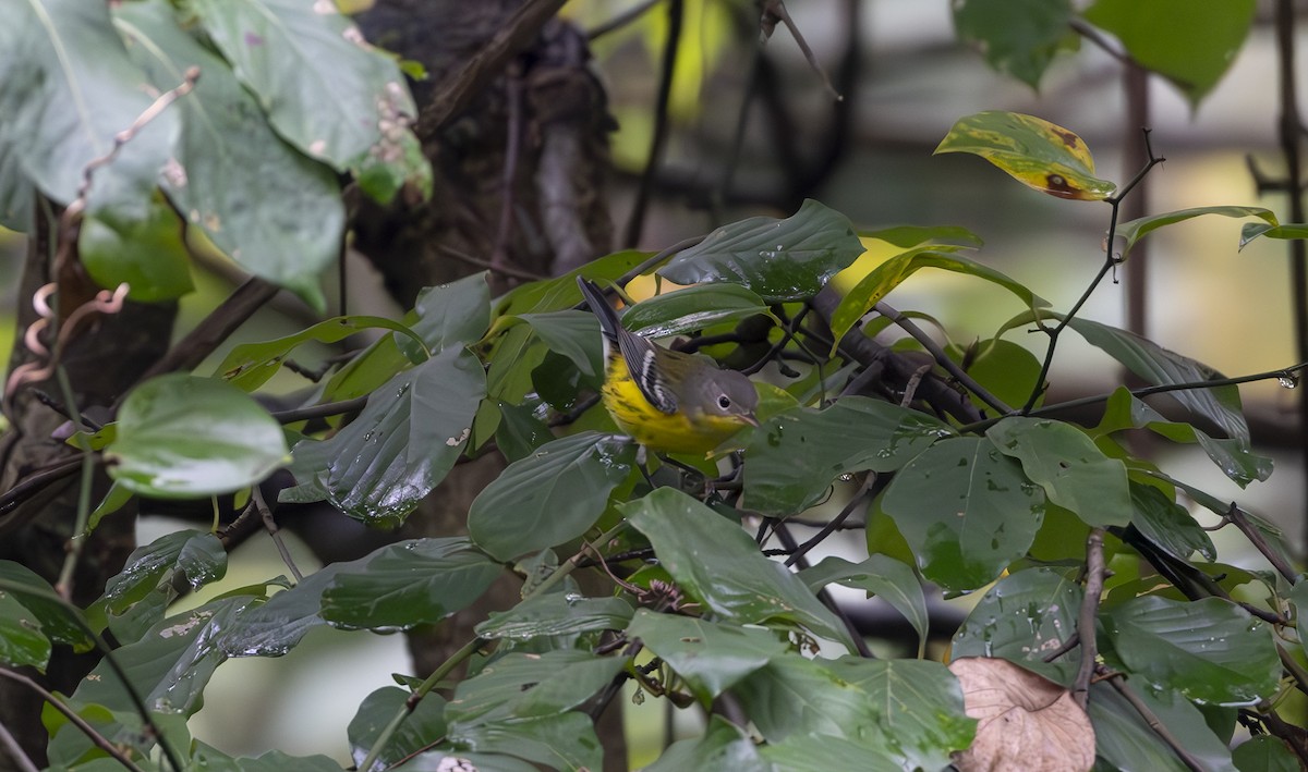 Magnolia Warbler - ML624312137