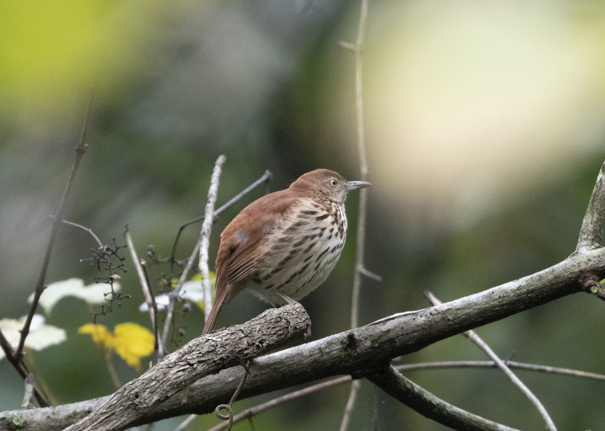 Brown Thrasher - ML624312166