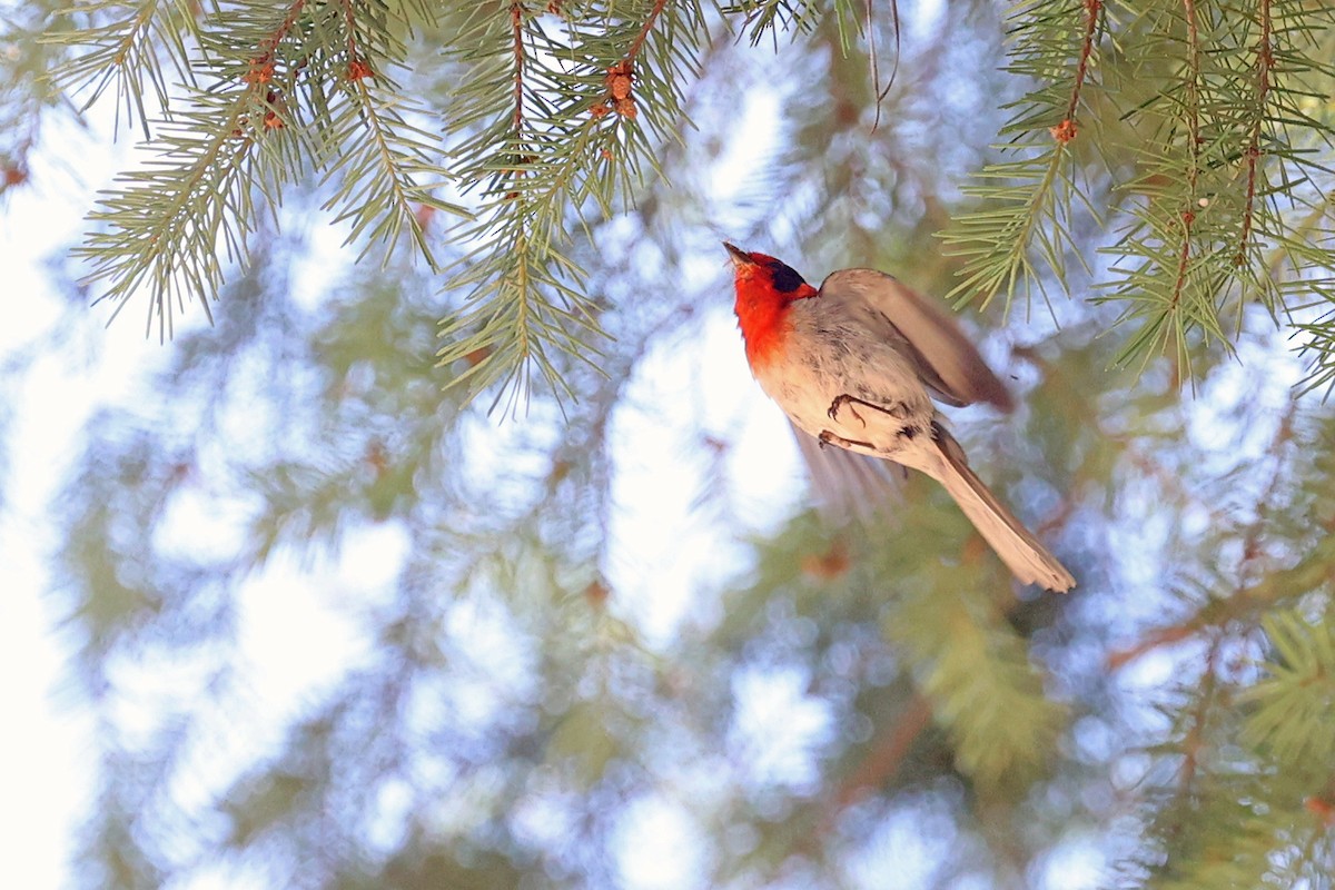 Red-faced Warbler - ML624312218