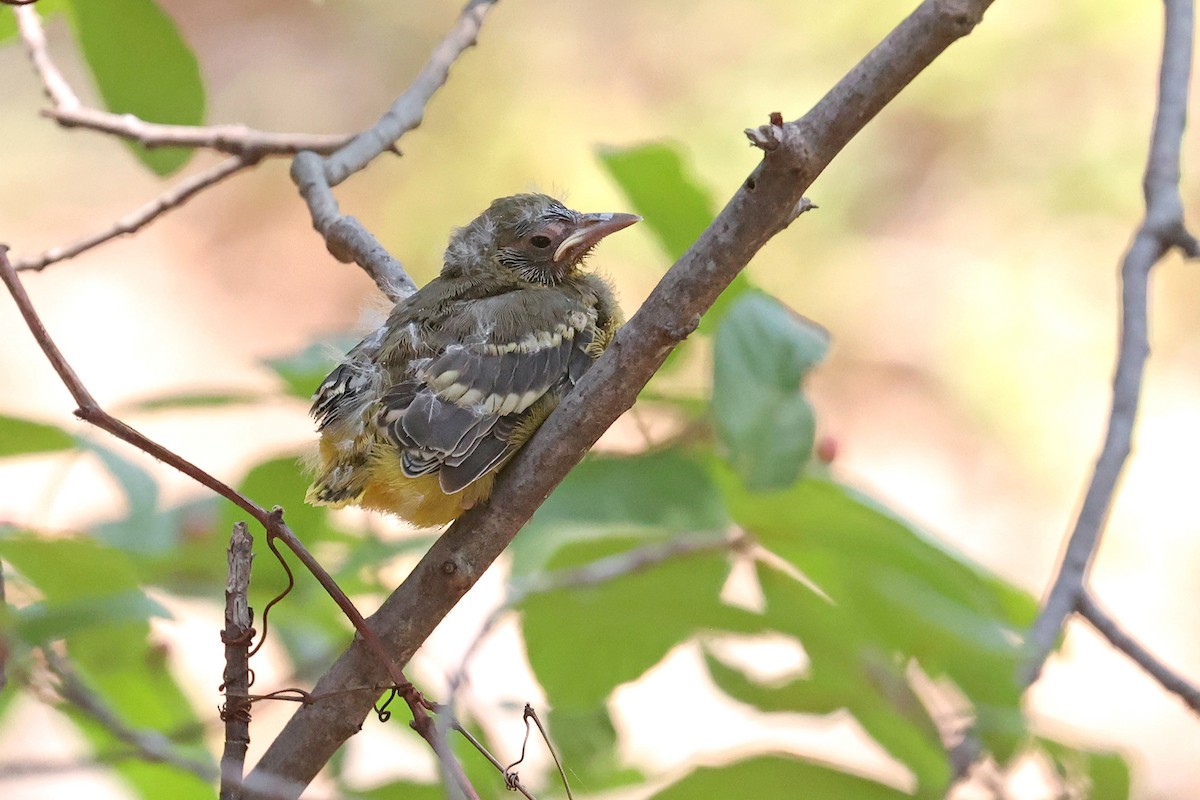 Scott's Oriole - ML624312359