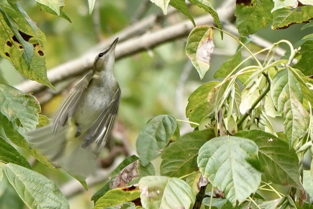 Red-eyed Vireo - ML624312381