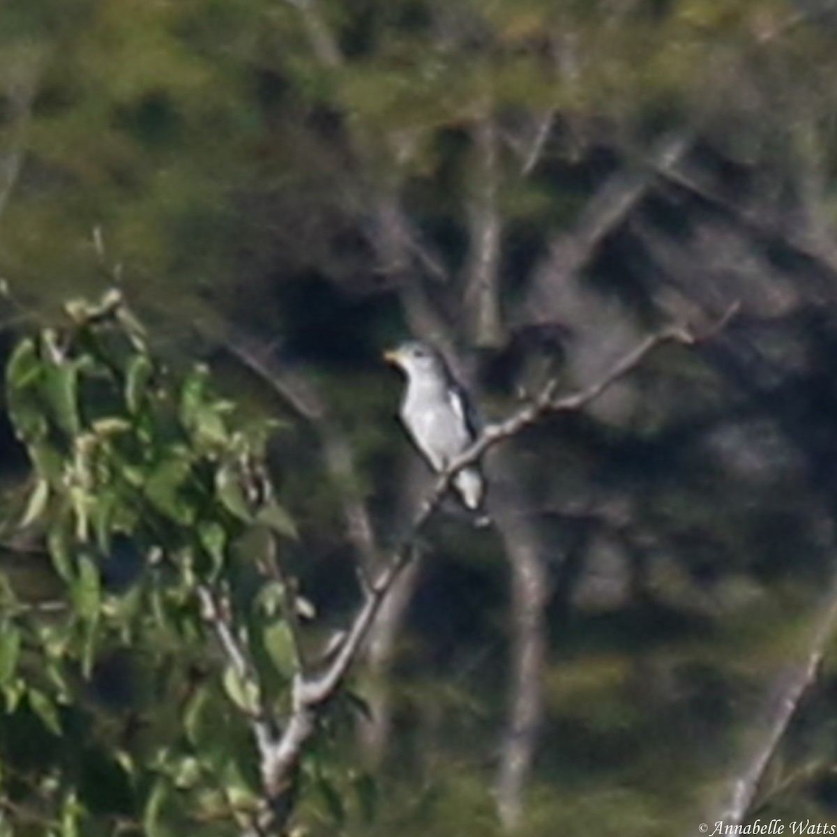 Yellow-billed Cotinga - ML624312414