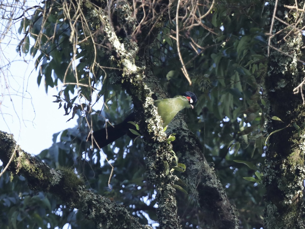 Turaco de Hartlaub - ML624312546