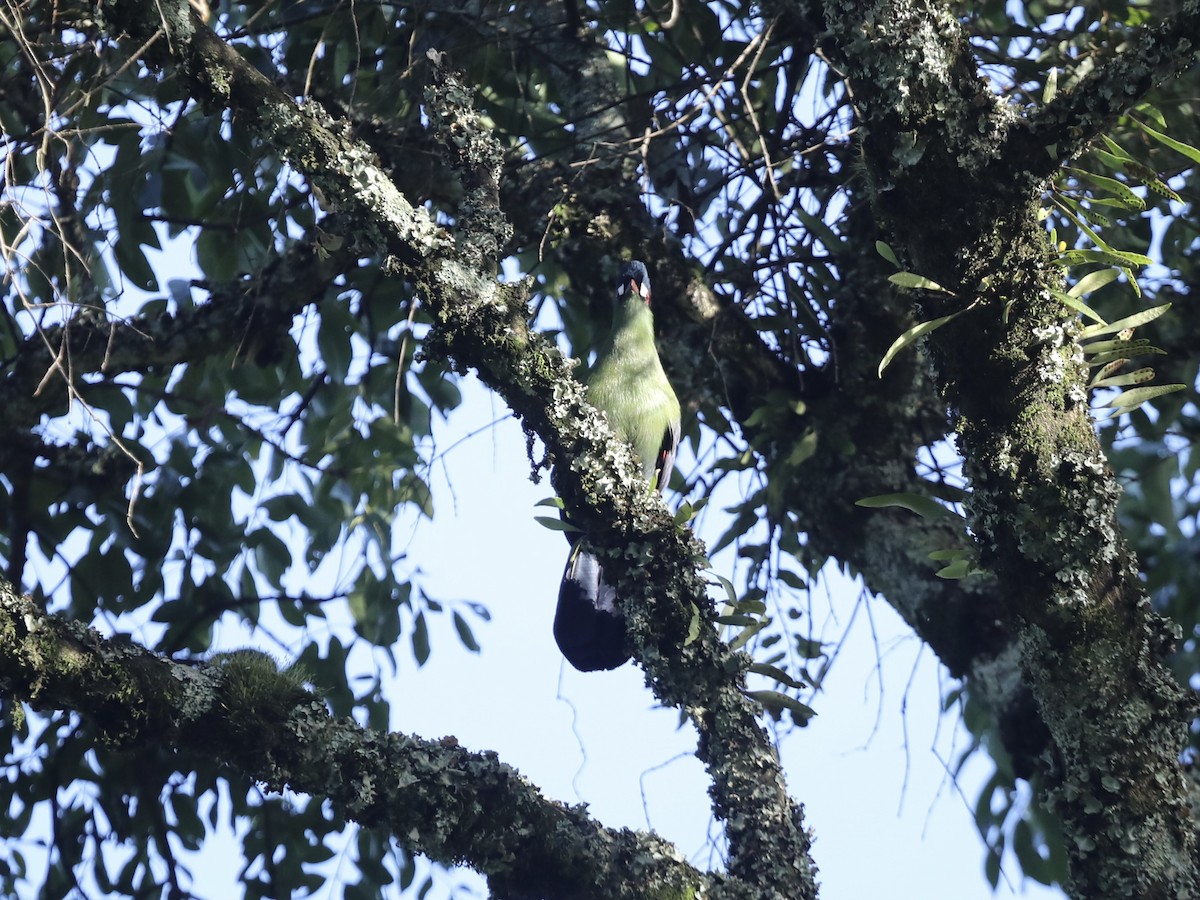 Turaco de Hartlaub - ML624312547