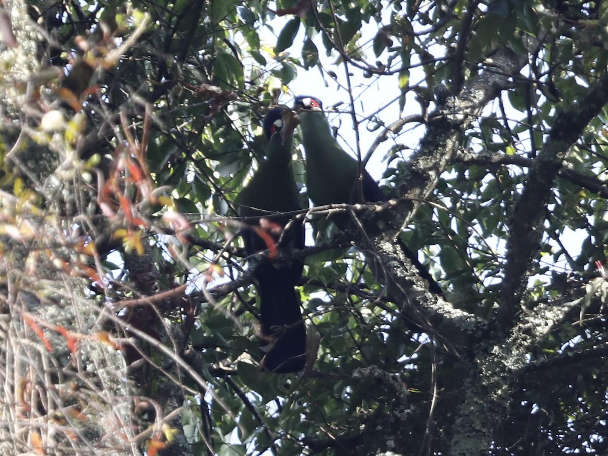 Turaco de Hartlaub - ML624312548