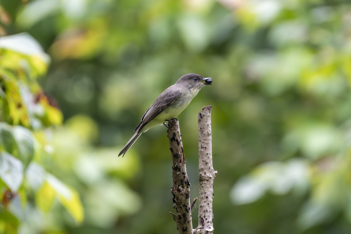 Eastern Phoebe - Amanda Kleinman