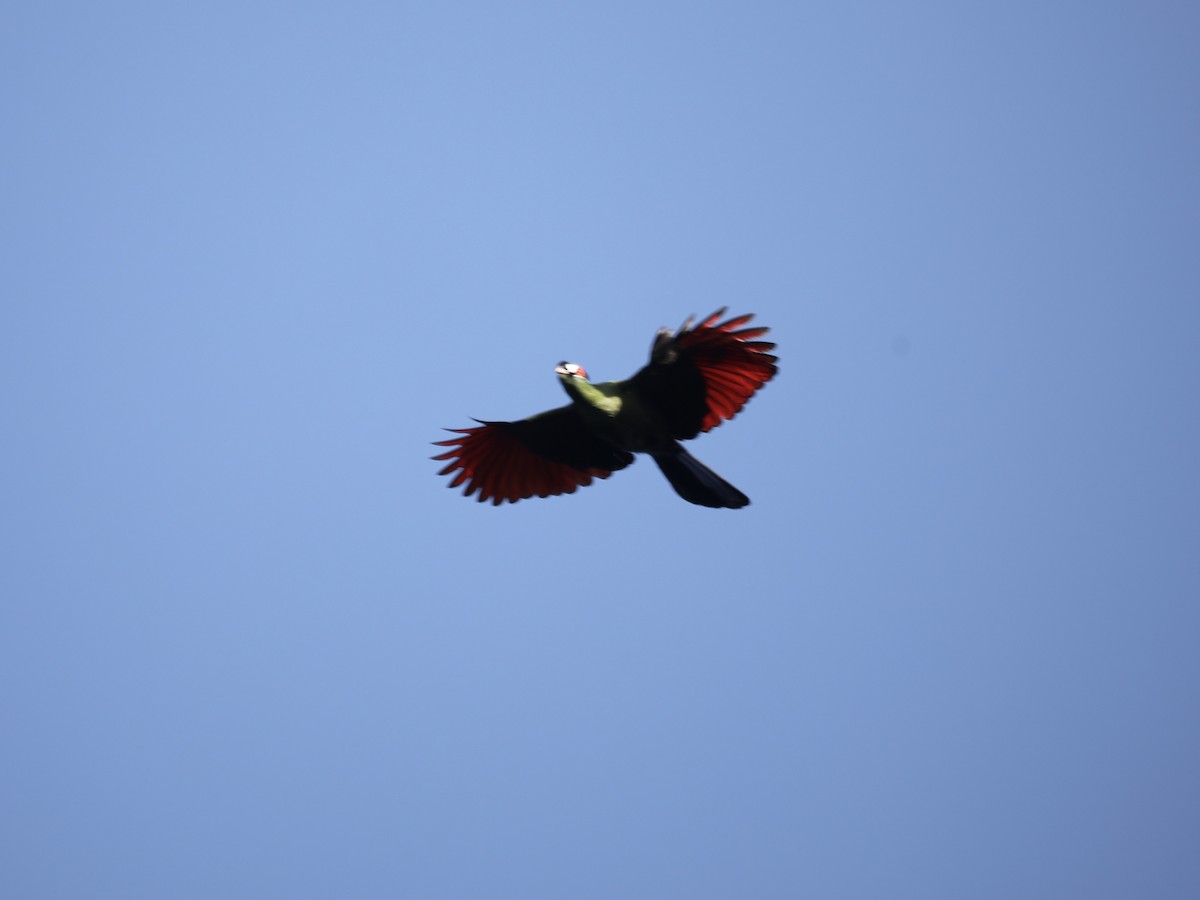 Turaco de Hartlaub - ML624312605