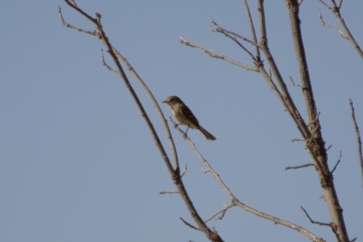 Gray Flycatcher - ML624312648