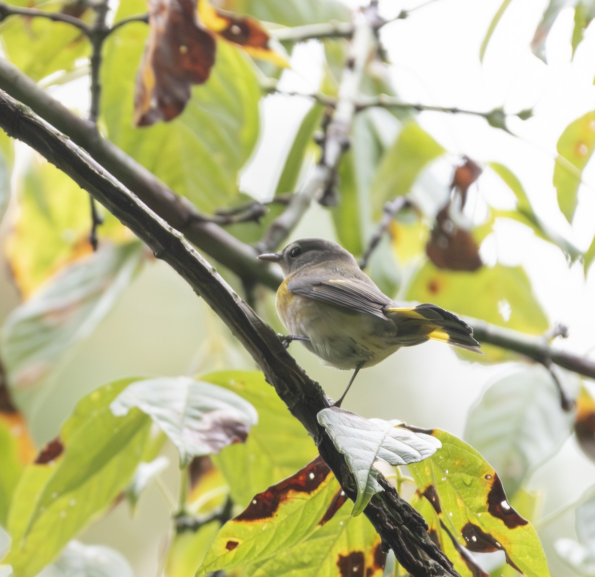 American Redstart - ML624312708