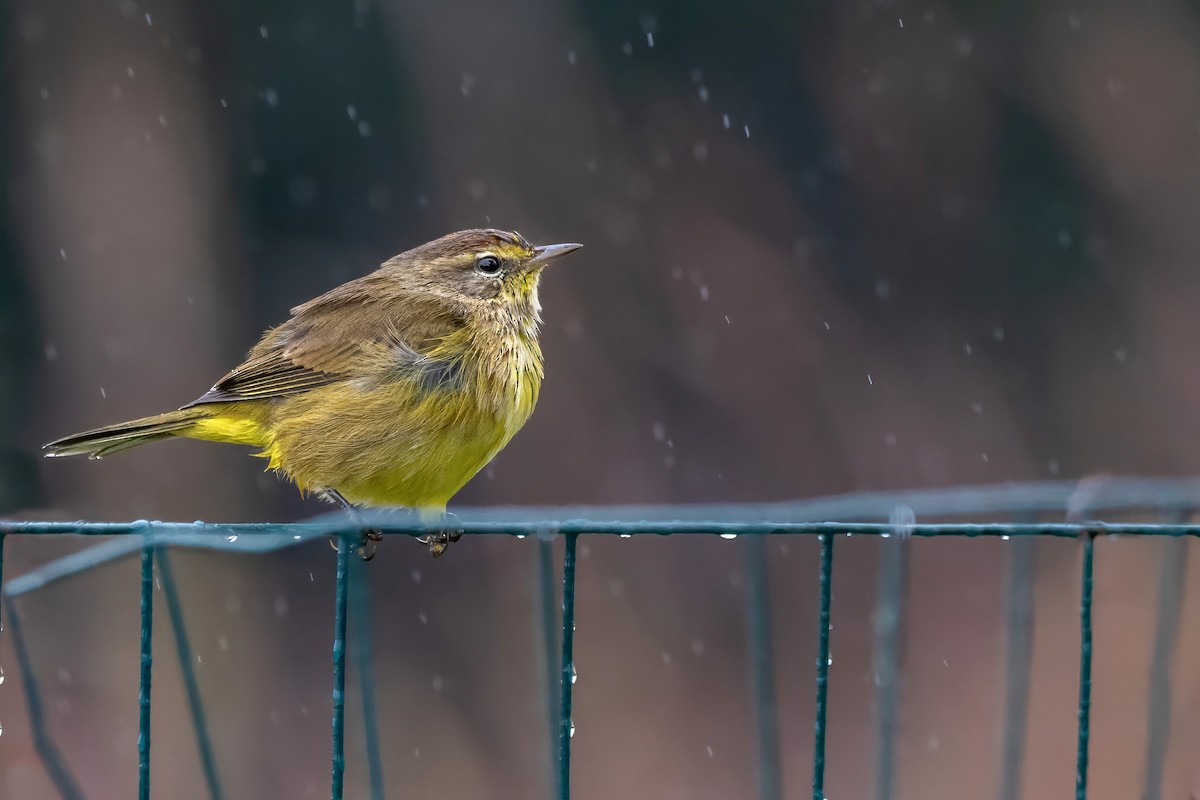 Palm Warbler - ML624312739