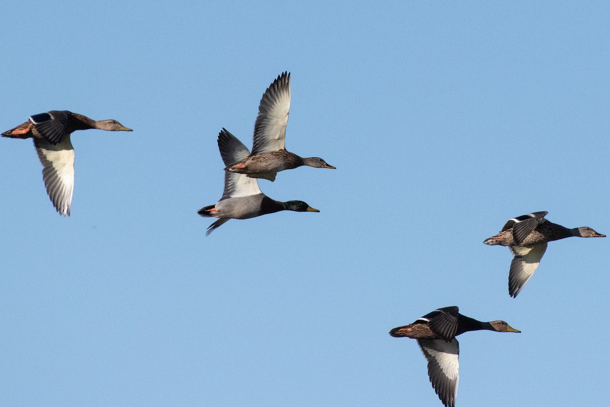 Mallard/Mexican Duck - ML624312798