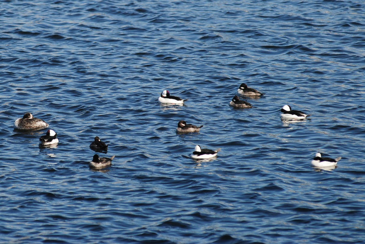 Bufflehead - ML624312955