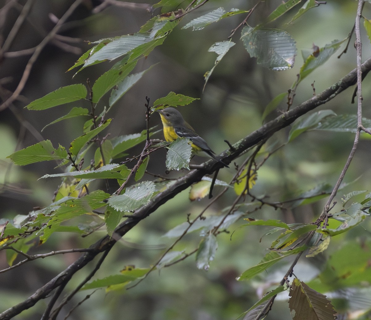 Magnolia Warbler - ML624312985