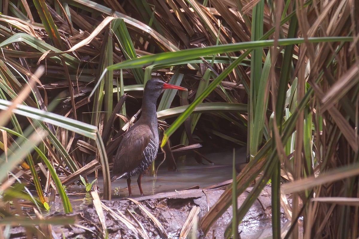 African Rail - ML624312992