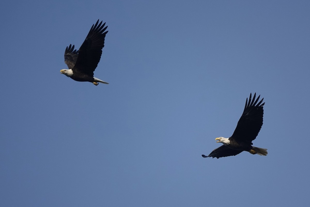 Bald Eagle - ML624313052