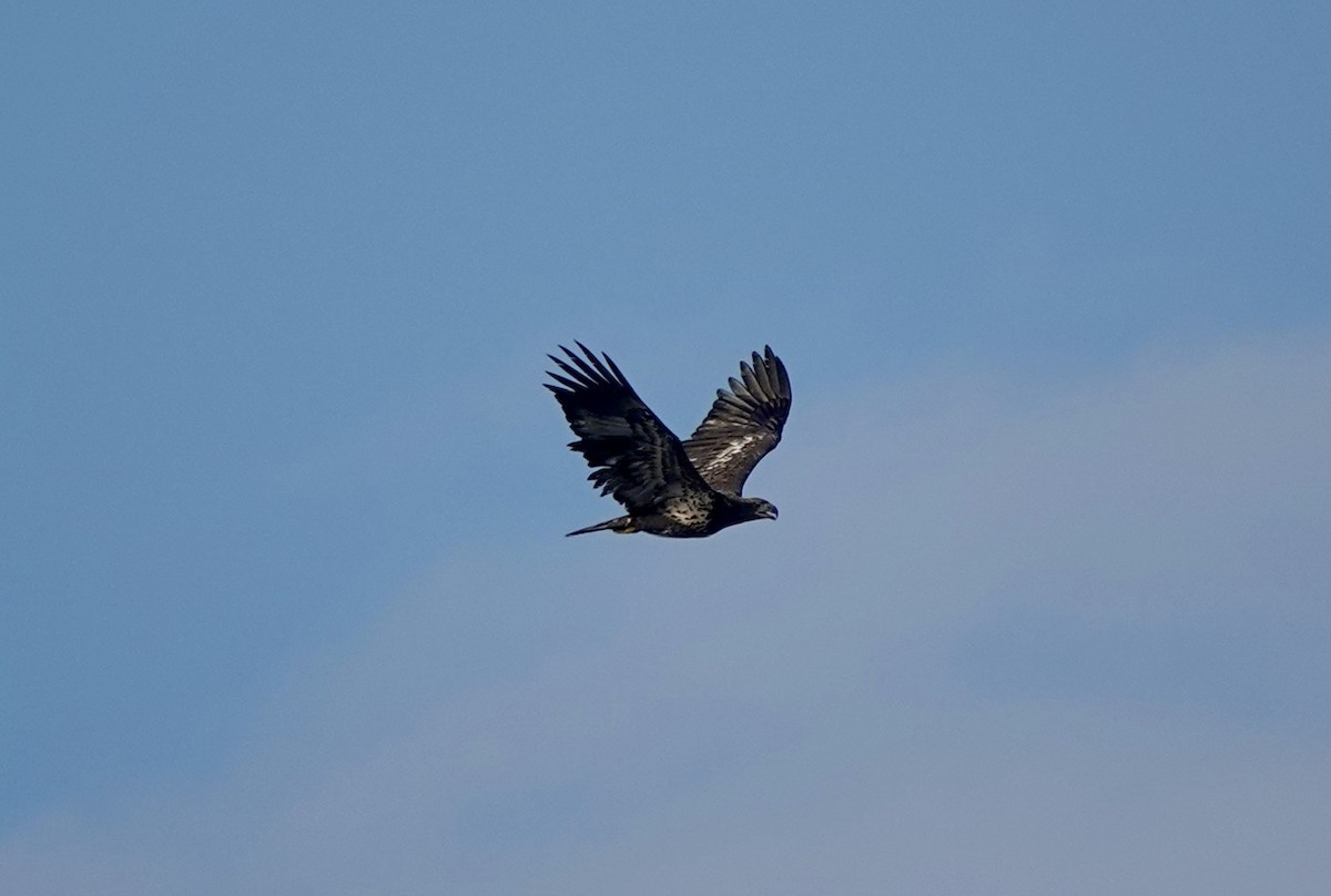 Bald Eagle - ML624313054