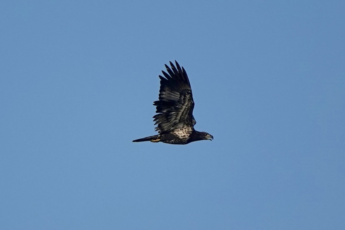 Bald Eagle - ML624313055