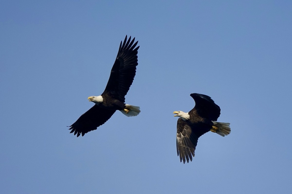 Bald Eagle - ML624313056