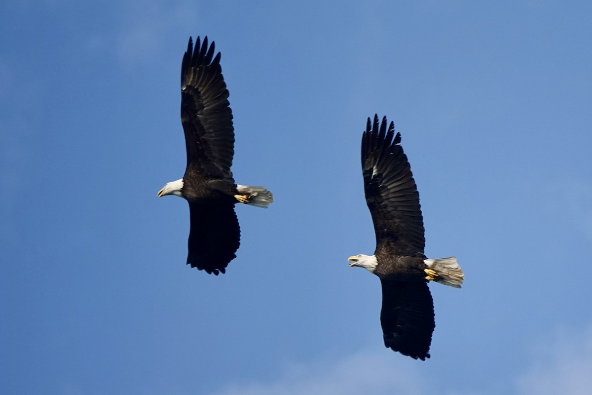 Bald Eagle - ML624313057