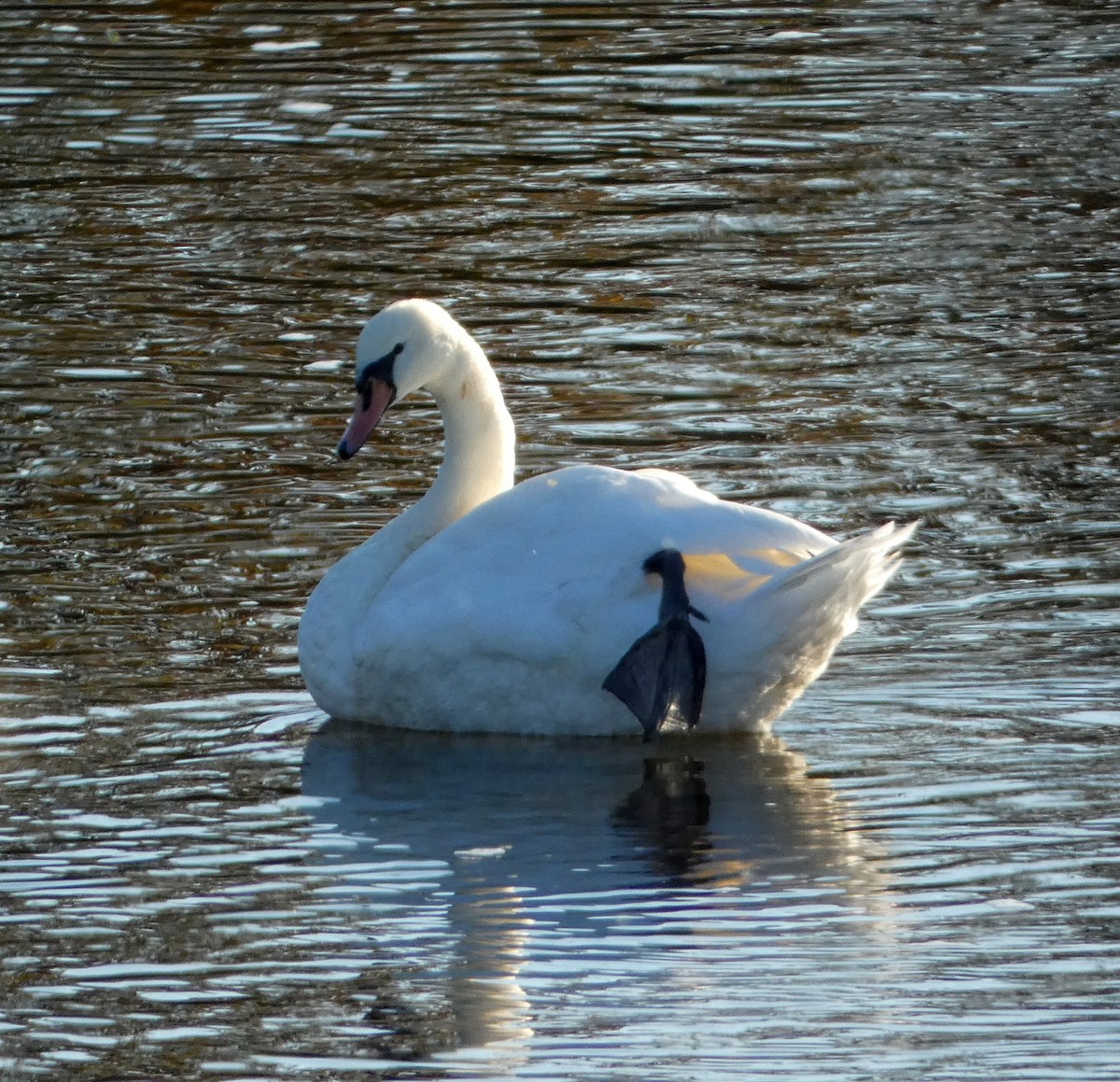 Mute Swan - ML624313088