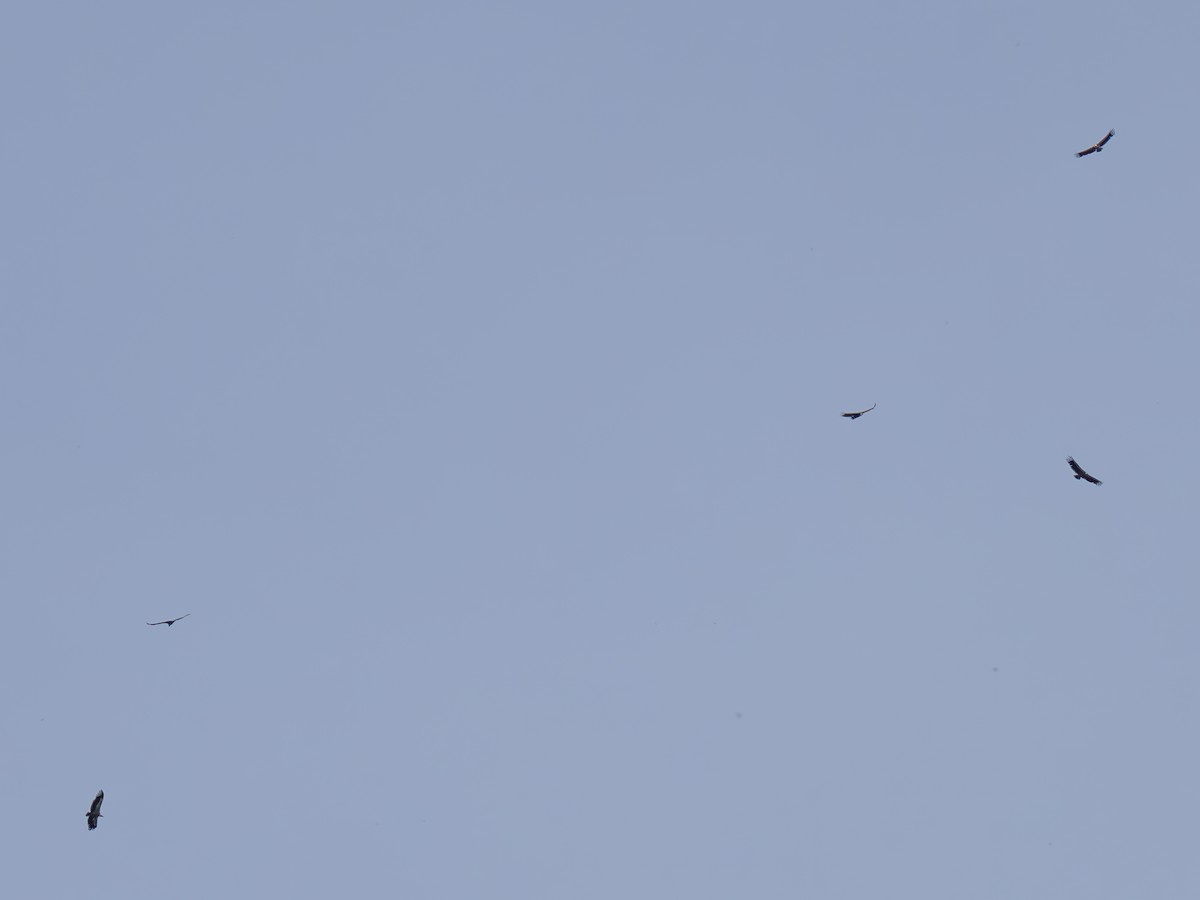 Eurasian Griffon - ML624313100