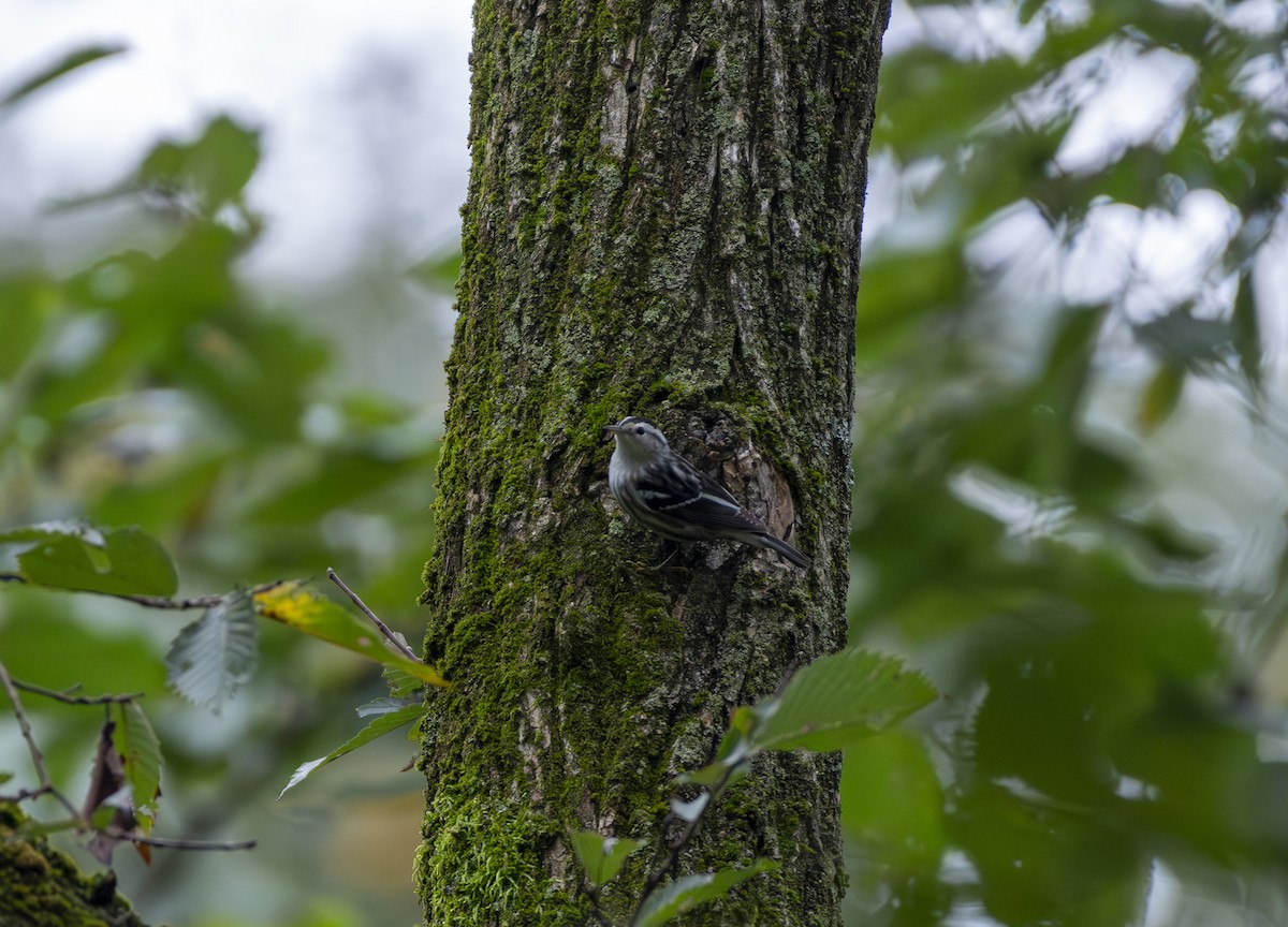 Black-and-white Warbler - ML624313117