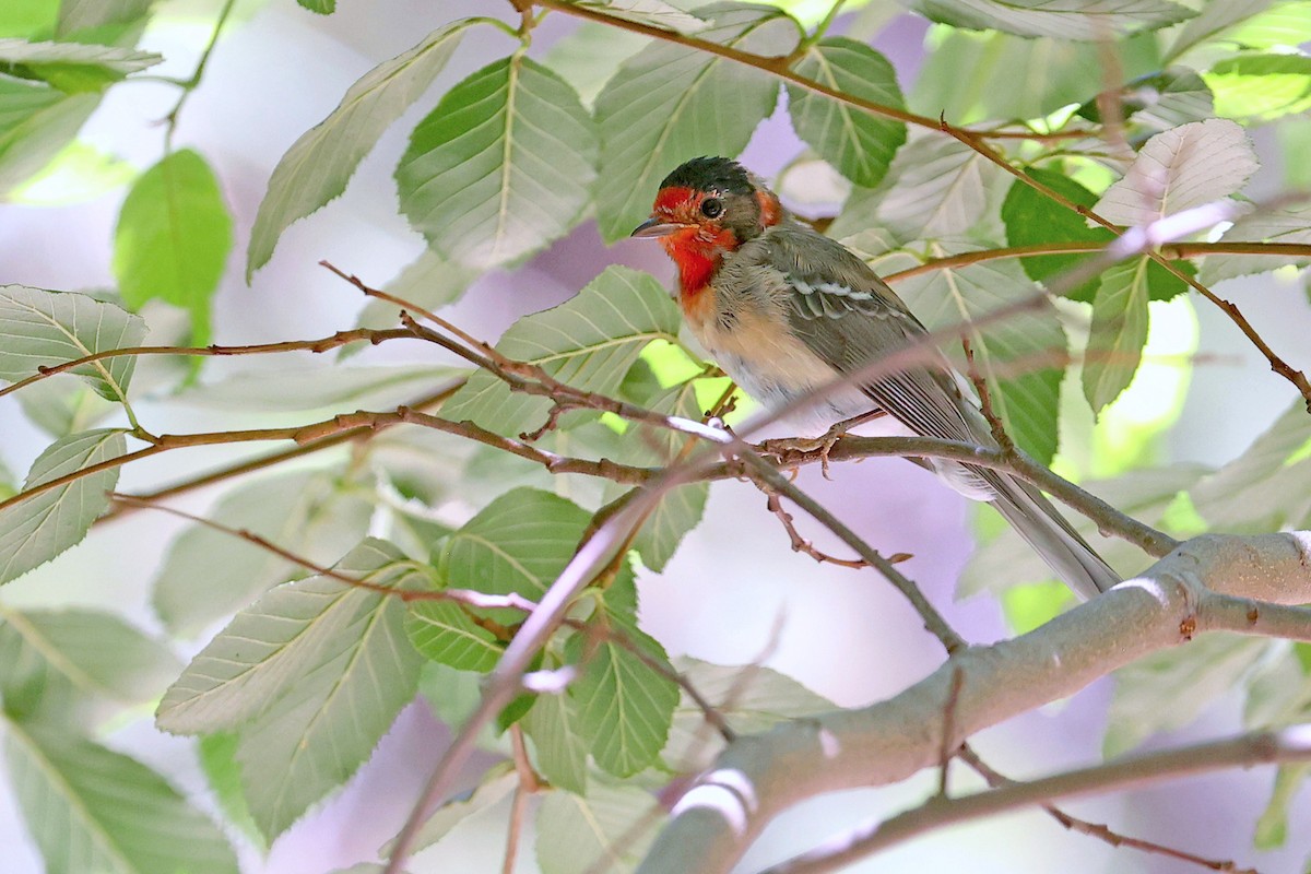 Red-faced Warbler - ML624313253