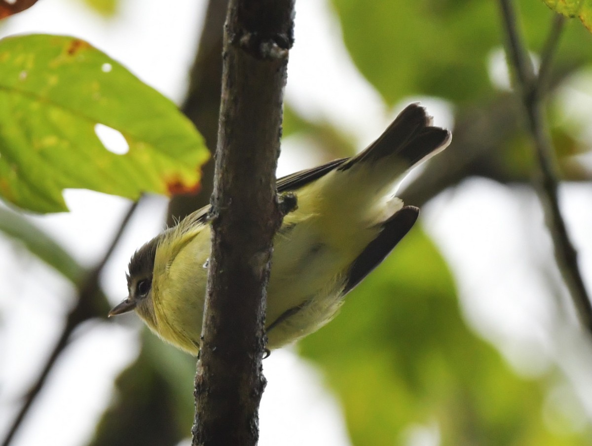 Philadelphia Vireo - ML624313324