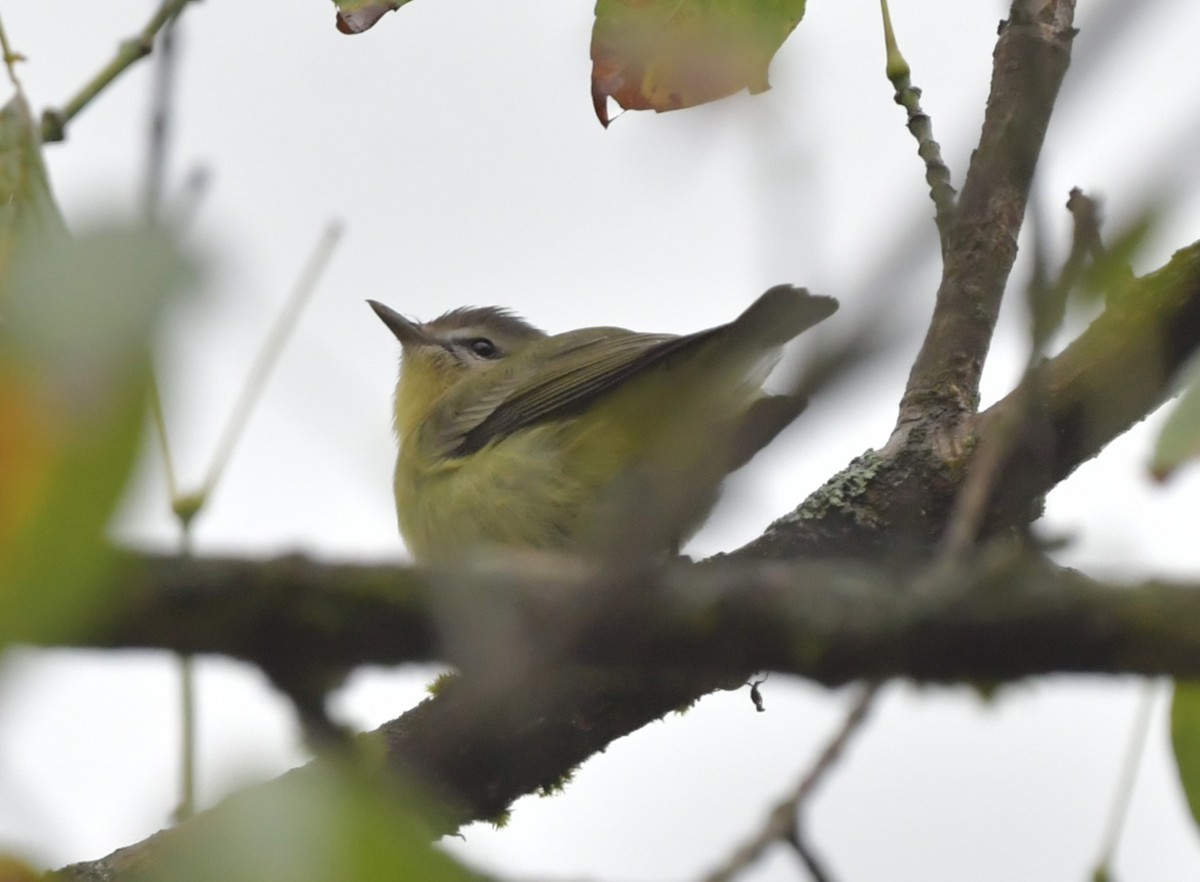 Philadelphia Vireo - ML624313325