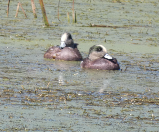 American Wigeon - ML624313329