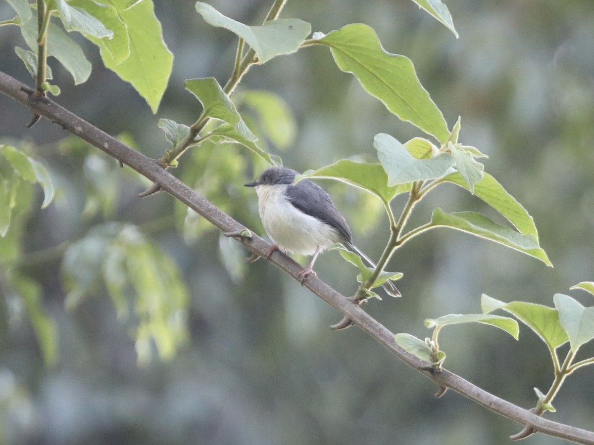 Gray Apalis - ML624313363