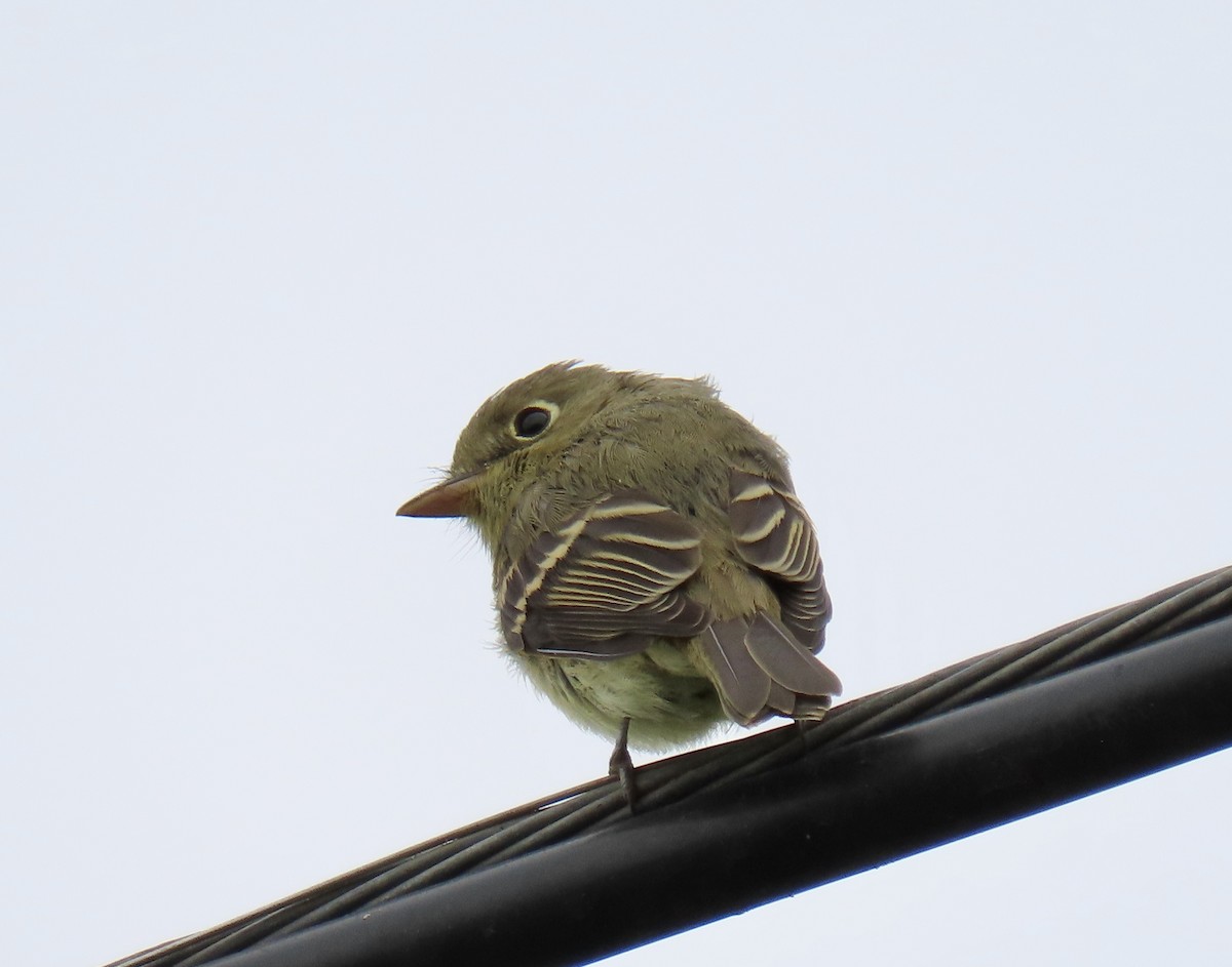 Western Flycatcher (Pacific-slope) - ML624313428