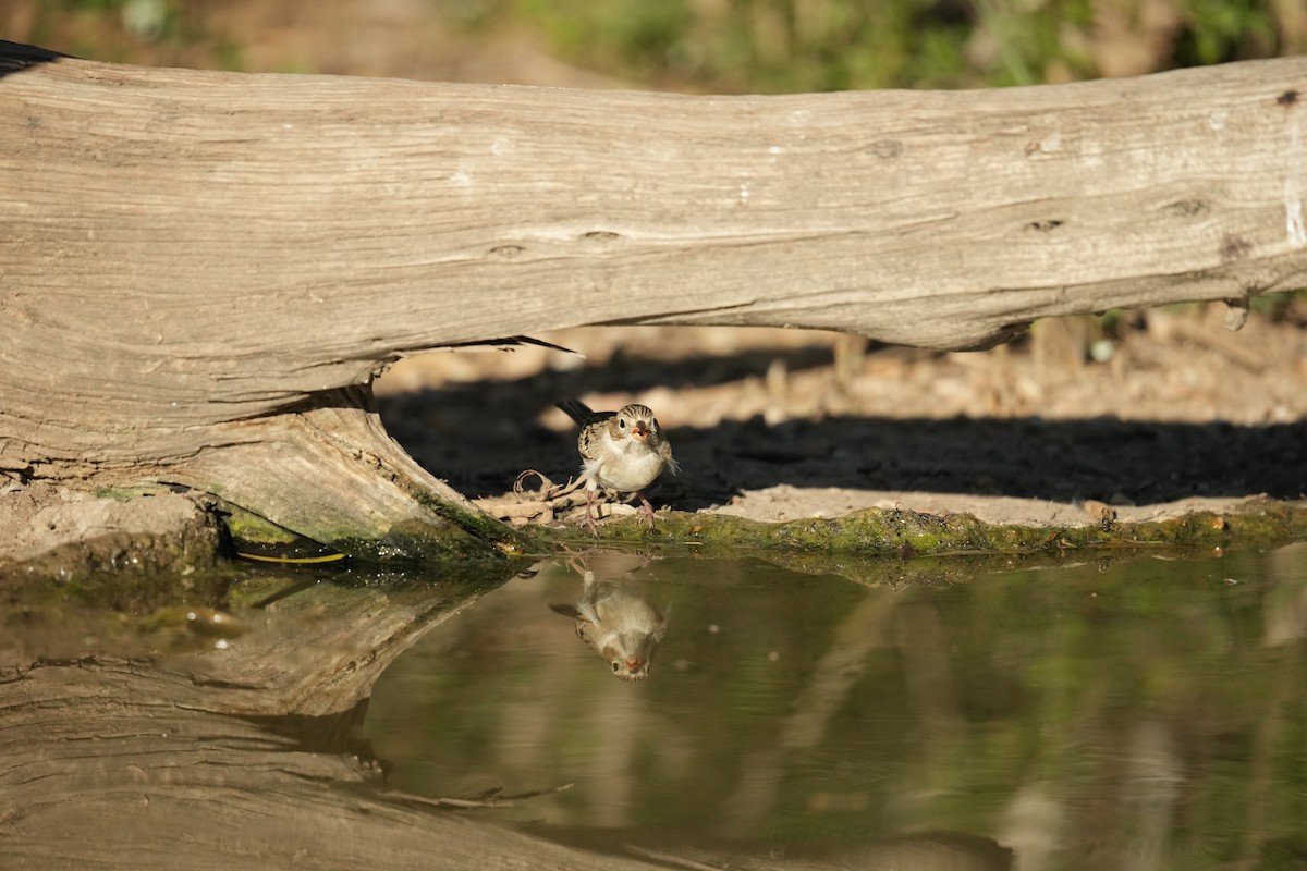 Brewer's Sparrow - Lucy Spade