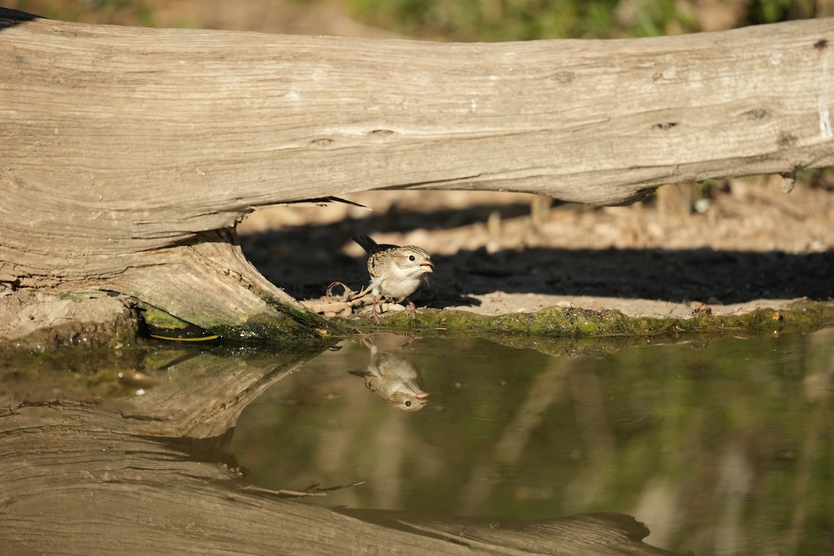 Brewer's Sparrow - ML624313432