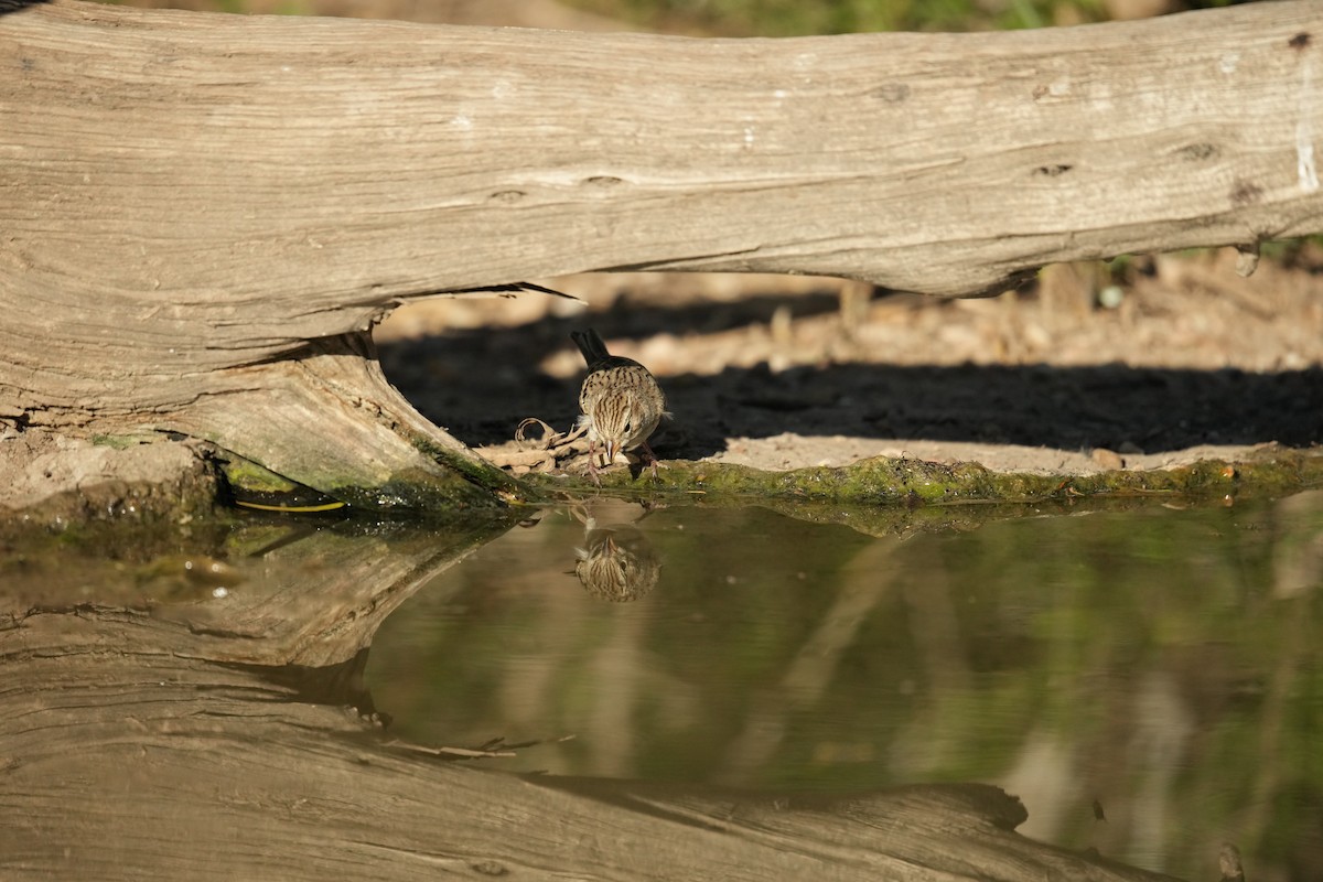 Brewer's Sparrow - ML624313433