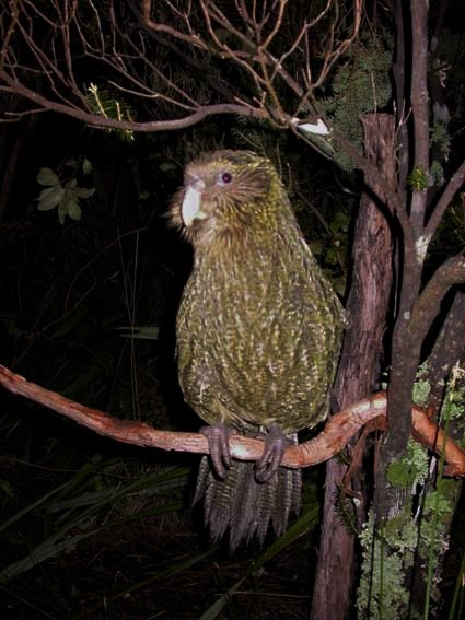 Kakapo - ML624313445