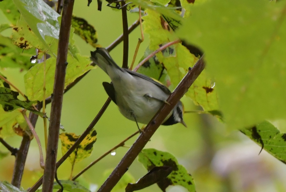 Golden-winged Warbler - ML624313458