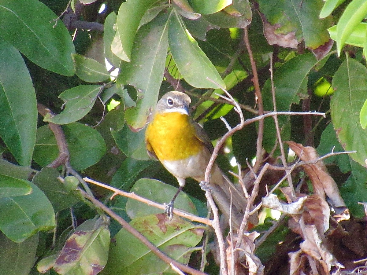 Yellow-breasted Chat - ML624313460