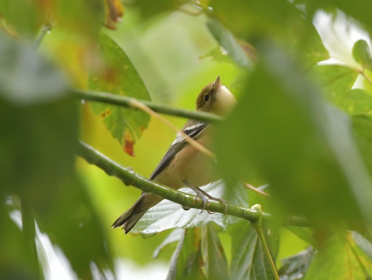 Bay-breasted Warbler - ML624313483