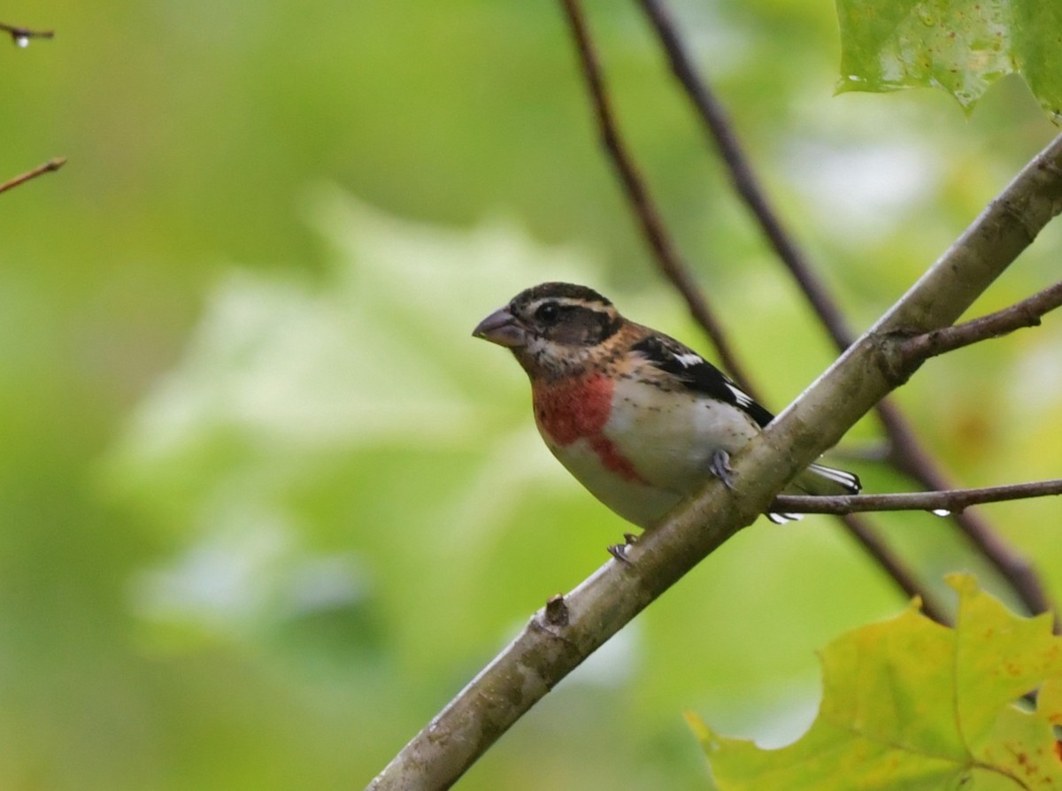 Rose-breasted Grosbeak - ML624313499