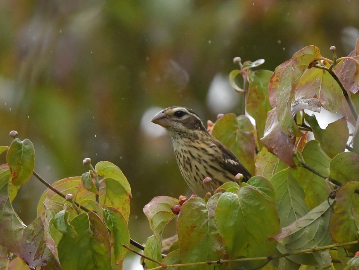 Rose-breasted Grosbeak - ML624313500