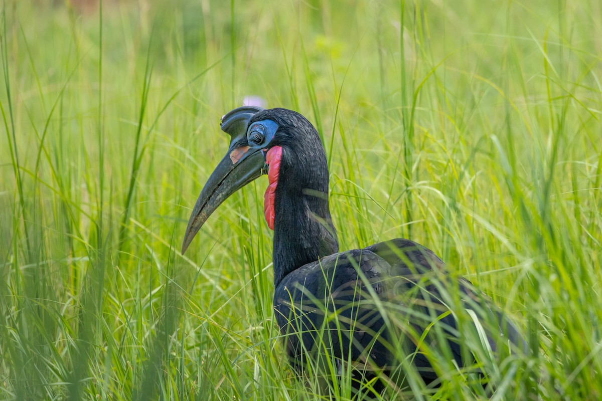 Abyssinian Ground-Hornbill - ML624313506