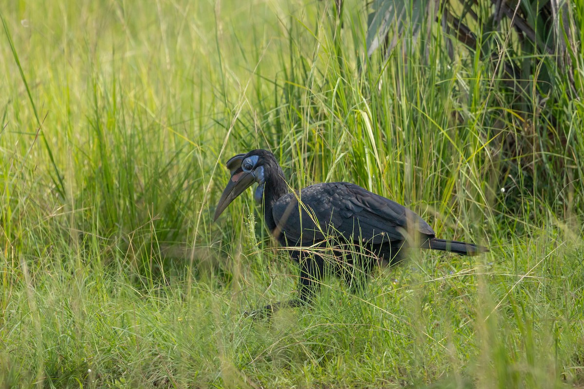Abyssinian Ground-Hornbill - ML624313507