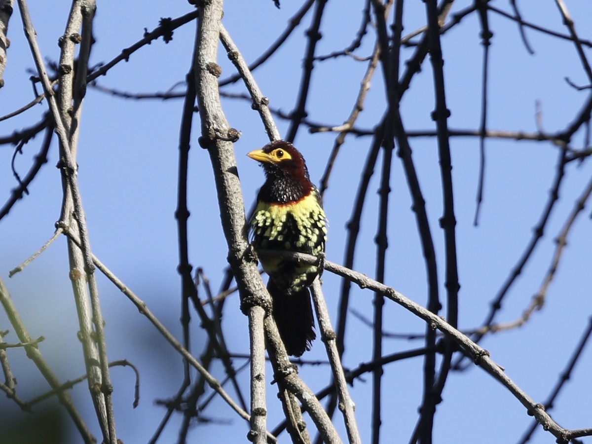 Gelbschnabel-Bartvogel - ML624313546