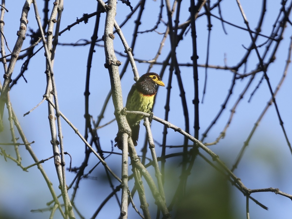 Gelbschnabel-Bartvogel - ML624313547