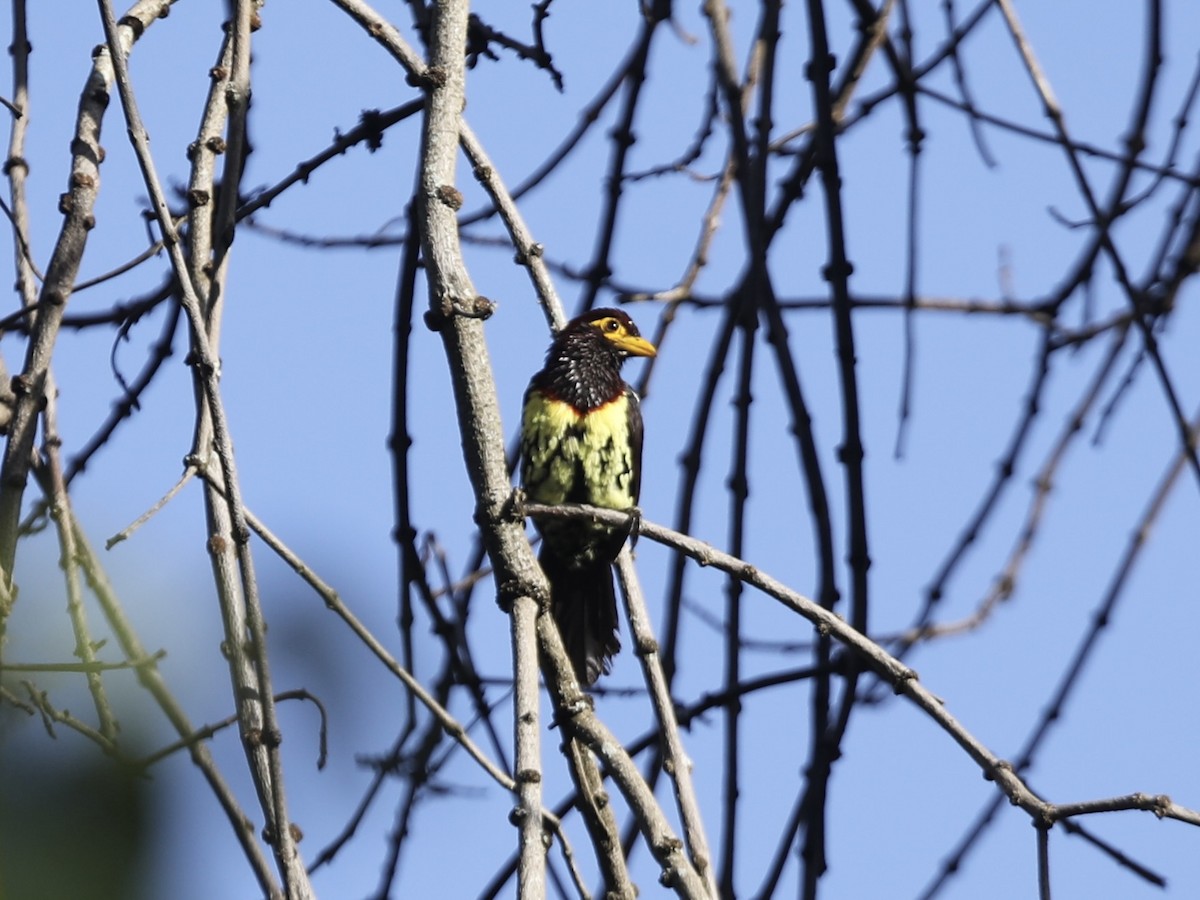 Gelbschnabel-Bartvogel - ML624313548